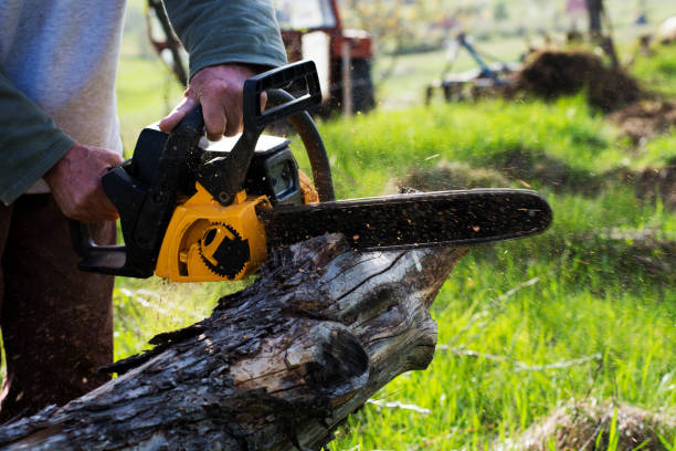 Best Tree Mulching  in Dwight, IL