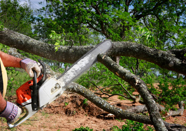 Best Tree Mulching  in Dwight, IL